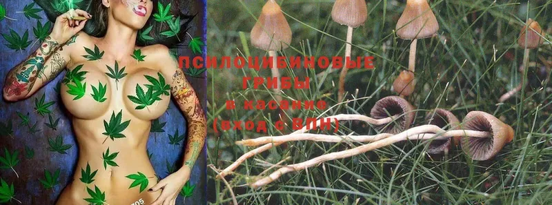 Псилоцибиновые грибы MAGIC MUSHROOMS  Ленск 